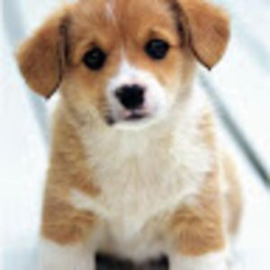 Meet your Posher, Evelyn